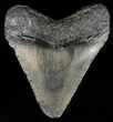 Juvenile Megalodon Tooth - Georgia #59211-1